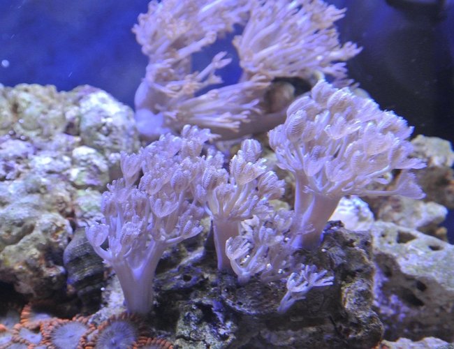 corals inverts - xenia sp. - white pom pom xenia stocking in 14 gallons tank - Xenia corals inverts - xenia sp. - white pom pom xenia stocking in 14 gallons tank - Xenia
