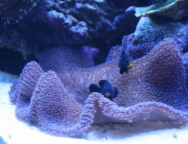 corals inverts - stichodactyla haddoni - carpet anemone stocking in 90 gallons tank - Purple Carpet and Midnight Clowns corals inverts - stichodactyla haddoni - carpet anemone stocking in 90 gallons tank - Purple Carpet and Midnight Clowns