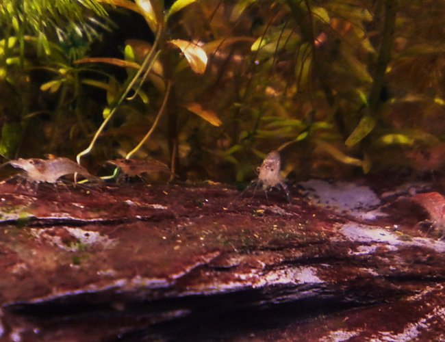 corals inverts - neocaridina denticulata sinensis - red cherry shrimp stocking in 3 gallons tank - March of the red cherry shrimp. corals inverts - neocaridina denticulata sinensis - red cherry shrimp stocking in 3 gallons tank - March of the red cherry shrimp.
