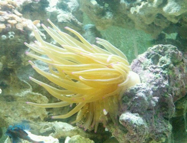 corals inverts - condylactis gigantea - condy anemone stocking in 72 gallons tank - Stretchy corals inverts - condylactis gigantea - condy anemone stocking in 72 gallons tank - Stretchy