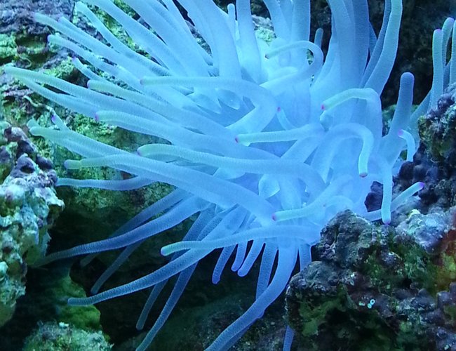 corals inverts - condylactis sp. - haitian reef anemone stocking in 55 gallons tank - Haitian pink tip anemone corals inverts - condylactis sp. - haitian reef anemone stocking in 55 gallons tank - Haitian pink tip anemone