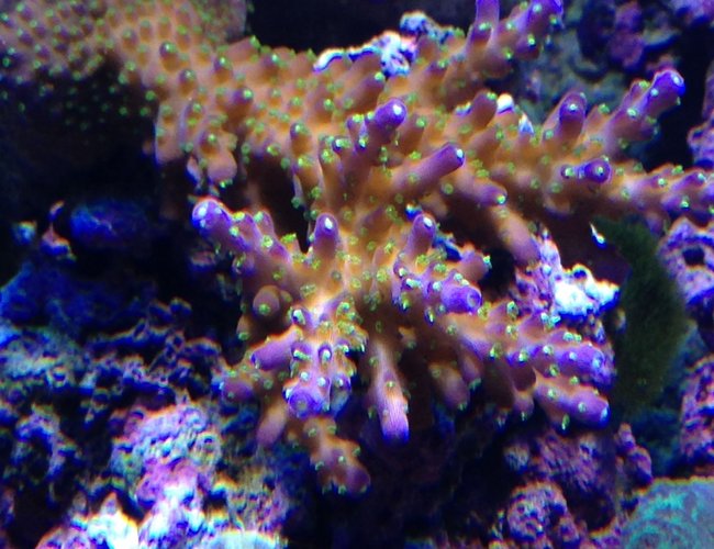 corals inverts - acropora sp. - acropora coral stocking in 90 gallons tank - tricolor acro corals inverts - acropora sp. - acropora coral stocking in 90 gallons tank - tricolor acro