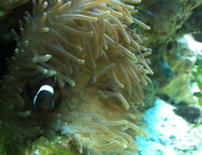 corals inverts - heteractis crispa - sebae anemone stocking in 30 gallons tank corals inverts - heteractis crispa - sebae anemone stocking in 30 gallons tank