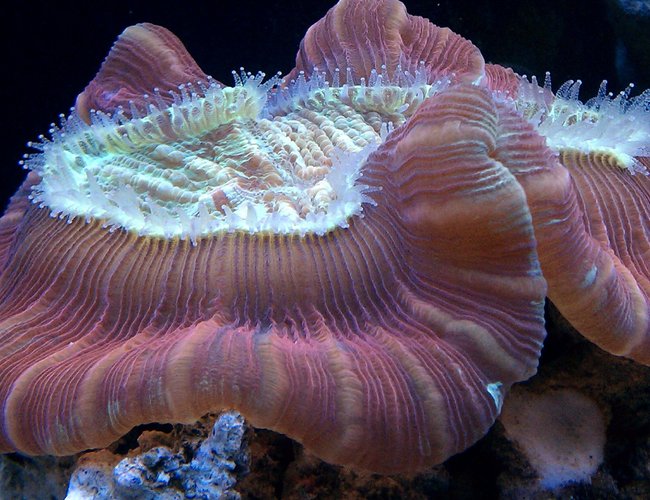 corals inverts - trachyphyllia geoffroyi - brain coral, trachyphyllia stocking in 100 gallons tank - brain coral corals inverts - trachyphyllia geoffroyi - brain coral, trachyphyllia stocking in 100 gallons tank - brain coral