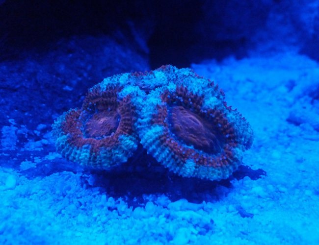 corals inverts - acanthastrea lordhowensis - acan stocking in 8 gallons tank - 3 corals inverts - acanthastrea lordhowensis - acan stocking in 8 gallons tank - 3