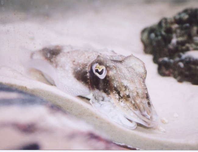 corals inverts - sepia officinalis - cuttlefish stocking in 150 gallons tank - My Cuttle Fish
the mighty mighty ZIM
Sepia Officinalis corals inverts - sepia officinalis - cuttlefish stocking in 150 gallons tank - My Cuttle Fish
the mighty mighty ZIM
Sepia Officinalis