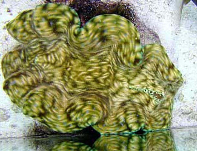 corals inverts - tridacna derasa - derasa clam stocking in 180 gallons tank - Tridacna derasa corals inverts - tridacna derasa - derasa clam stocking in 180 gallons tank - Tridacna derasa