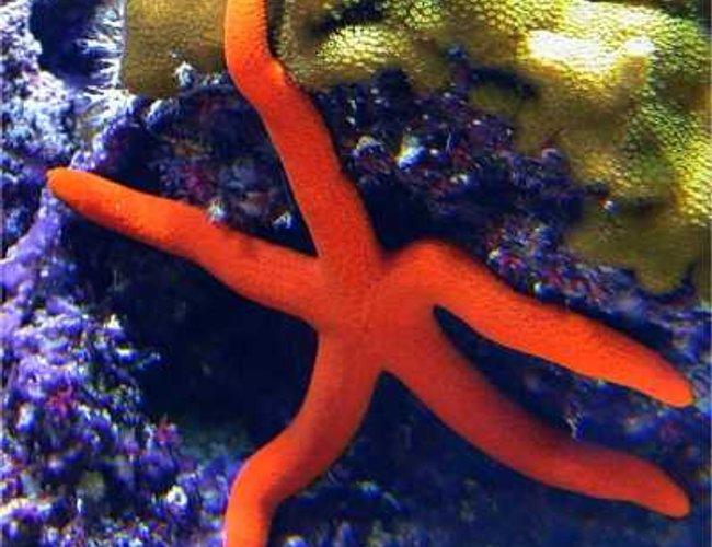 corals inverts - echinaster sp. - orange sea star stocking in 180 gallons tank - Orange seastar corals inverts - echinaster sp. - orange sea star stocking in 180 gallons tank - Orange seastar