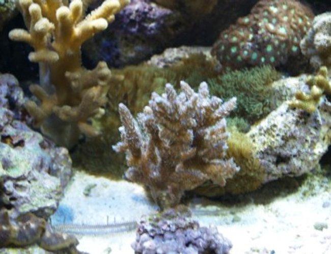 corals inverts - montipora digitata - indigo digitata coral stocking in 75 gallons tank - 20 corals inverts - montipora digitata - indigo digitata coral stocking in 75 gallons tank - 20