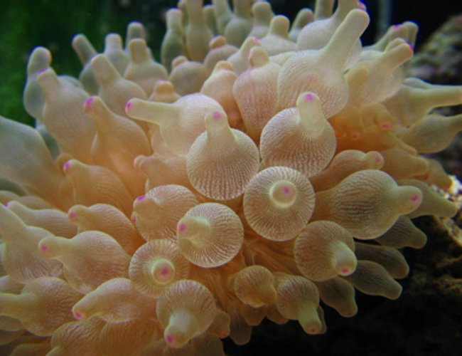 corals inverts - entacmaea quadricolor - bulb anemone stocking in 46 gallons tank - Awsome Bubble ip corals inverts - entacmaea quadricolor - bulb anemone stocking in 46 gallons tank - Awsome Bubble ip