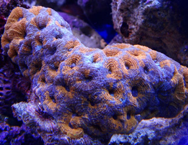 corals inverts - acanthastrea sp. - acan stocking in 100 gallons tank - my latest addition acan corals inverts - acanthastrea sp. - acan stocking in 100 gallons tank - my latest addition acan