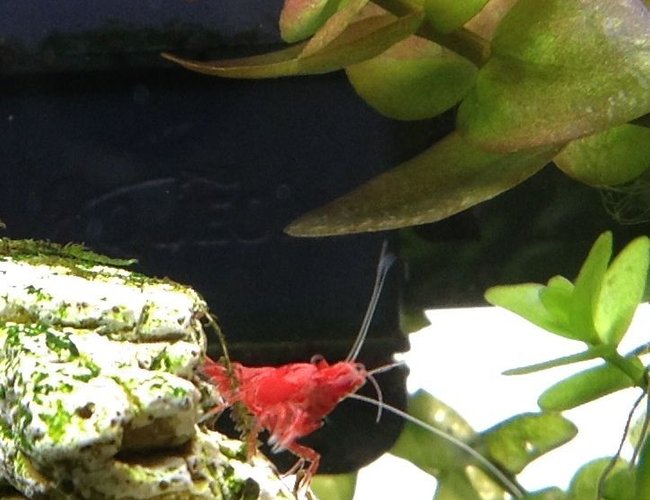 corals inverts - neocaridina denticulata sinensis - red cherry shrimp stocking in 20 gallons tank - Cherry shrimp corals inverts - neocaridina denticulata sinensis - red cherry shrimp stocking in 20 gallons tank - Cherry shrimp