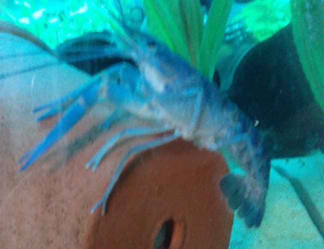 corals inverts - procambarus clarkii - hammers cobalt blue lobster stocking in 15 gallons tank - blue lobster just sitting about corals inverts - procambarus clarkii - hammers cobalt blue lobster stocking in 15 gallons tank - blue lobster just sitting about