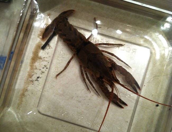 corals inverts - procambarus sp. - red lobster stocking in 56 gallons tank - Large Crawfish that I caught recently corals inverts - procambarus sp. - red lobster stocking in 56 gallons tank - Large Crawfish that I caught recently