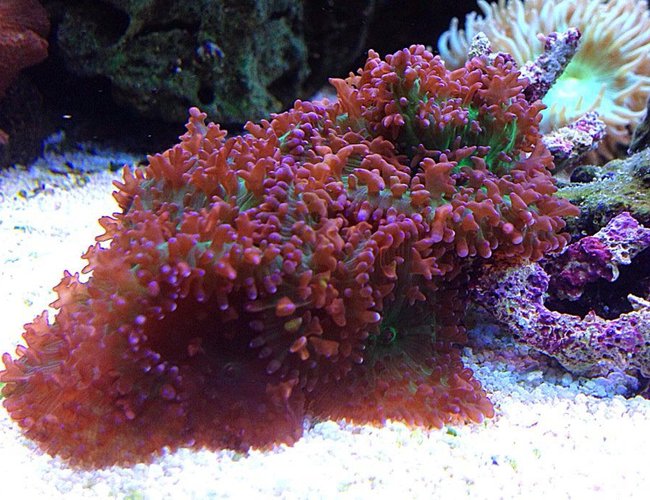 corals inverts - rhodactis sp. - lavender mushroom stocking in 45 gallons tank - lavender mushrooms corals inverts - rhodactis sp. - lavender mushroom stocking in 45 gallons tank - lavender mushrooms