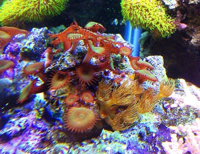 corals inverts - protopalythoa sp. - button polyp stocking in 45 gallons tank - protopallythoas corals inverts - protopalythoa sp. - button polyp stocking in 45 gallons tank - protopallythoas