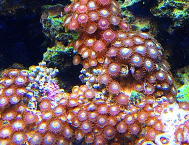 corals inverts - zoanthus sp. - colony polyp, sunrise supernova stocking in 45 gallons tank - zoanthids corals inverts - zoanthus sp. - colony polyp, sunrise supernova stocking in 45 gallons tank - zoanthids