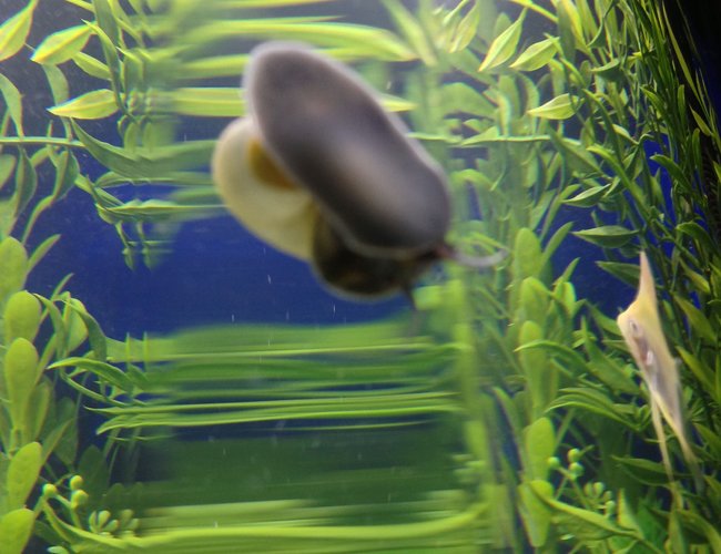 corals inverts stocking in 29 gallons tank - blue snail corals inverts stocking in 29 gallons tank - blue snail
