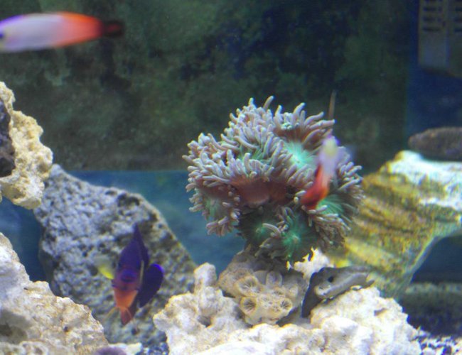corals inverts - duncanopsammia axifuga - giant green polyp duncan) stocking in 75 gallons tank - Duncan Tree Coral with Friends corals inverts - duncanopsammia axifuga - giant green polyp duncan) stocking in 75 gallons tank - Duncan Tree Coral with Friends
