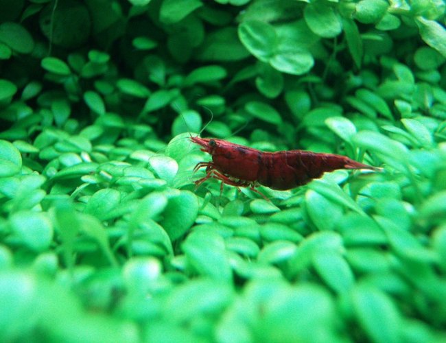 corals inverts - neocaridina denticulata sinensis - red cherry shrimp stocking in 91 gallons tank - the red cherry shrimp.. corals inverts - neocaridina denticulata sinensis - red cherry shrimp stocking in 91 gallons tank - the red cherry shrimp..