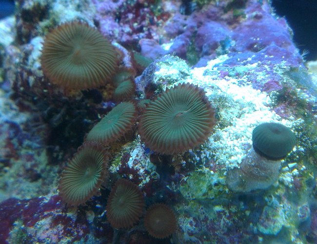 corals inverts - palythoa sp. - button polyp, houdini's stocking in 90 gallons tank - Button coral corals inverts - palythoa sp. - button polyp, houdini's stocking in 90 gallons tank - Button coral