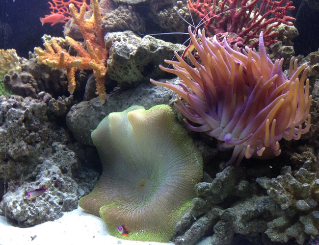 corals inverts - stichodactyla hhaddoni - haddon's carpet anemone, green stocking in 65 gallons tank - Green Carpet Anemone, Long Tentical Anemone, Cleaner Shrimp and Firefish Goby's corals inverts - stichodactyla hhaddoni - haddon's carpet anemone, green stocking in 65 gallons tank - Green Carpet Anemone, Long Tentical Anemone, Cleaner Shrimp and Firefish Goby's