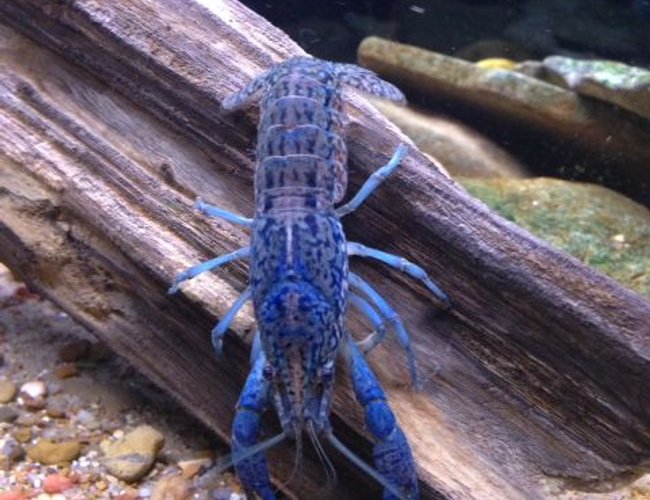 corals inverts - cherax destructor - blue knight lobster stocking in 120 gallons tank - beautiful marbled crayfish. have no idea why they are blue. i also have some that are red. corals inverts - cherax destructor - blue knight lobster stocking in 120 gallons tank - beautiful marbled crayfish. have no idea why they are blue. i also have some that are red.