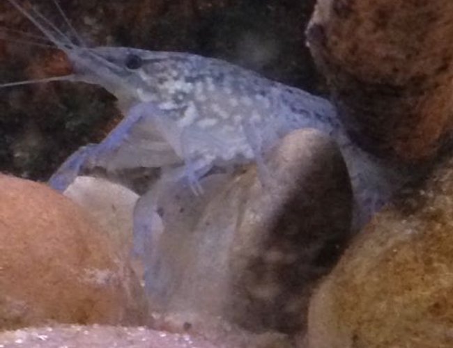 corals inverts - parastacoidea sp. - crayfish stocking in 120 gallons tank - marbled crayfish corals inverts - parastacoidea sp. - crayfish stocking in 120 gallons tank - marbled crayfish
