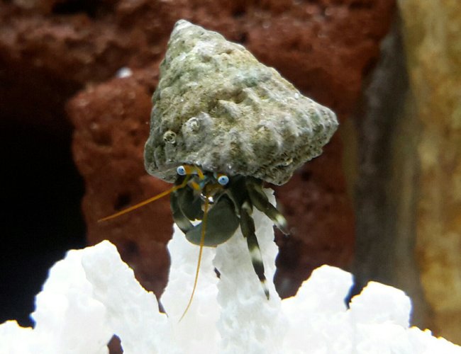 corals inverts - calcinus laevimanus - dwarf zebra hermit crab stocking in 125 gallons tank - Zebra Leg Hermit Crab corals inverts - calcinus laevimanus - dwarf zebra hermit crab stocking in 125 gallons tank - Zebra Leg Hermit Crab