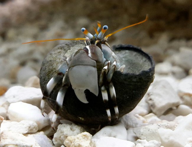 corals inverts - calcinus laevimanus - dwarf zebra hermit crab stocking in 125 gallons tank - Whatchu lookin' at? corals inverts - calcinus laevimanus - dwarf zebra hermit crab stocking in 125 gallons tank - Whatchu lookin' at?