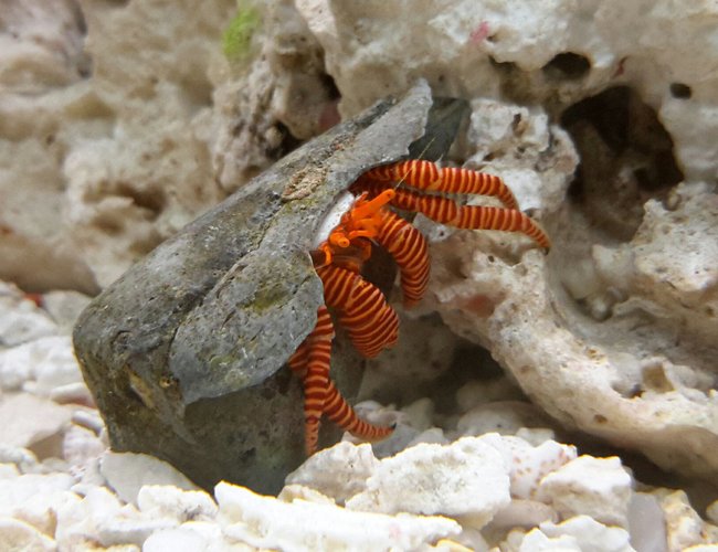 corals inverts - ciliopagurus strigatus - halloween hermit crab stocking in 125 gallons tank - Halloween Crab corals inverts - ciliopagurus strigatus - halloween hermit crab stocking in 125 gallons tank - Halloween Crab