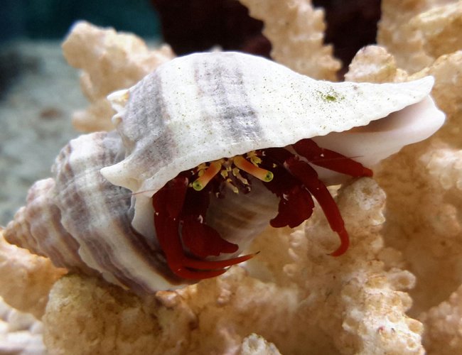 corals inverts - paguristes cadenati - scarlet reef hermit crab stocking in 125 gallons tank - Scarlet Red Legs Crab corals inverts - paguristes cadenati - scarlet reef hermit crab stocking in 125 gallons tank - Scarlet Red Legs Crab