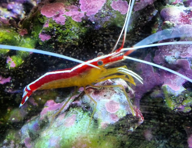 corals inverts - lysmata amboinensis - scarlet skunk cleaner shrimp stocking in 30 gallons tank - Cleaner shrimp corals inverts - lysmata amboinensis - scarlet skunk cleaner shrimp stocking in 30 gallons tank - Cleaner shrimp