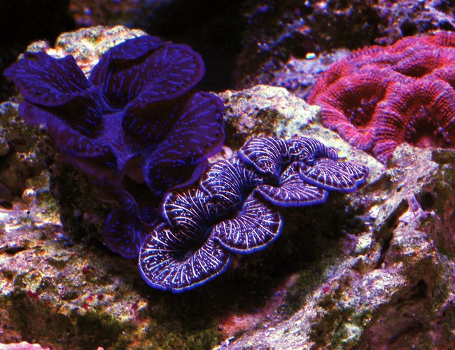corals inverts - tridacna maxima - maxima clam stocking in 105 gallons tank - Clams corals inverts - tridacna maxima - maxima clam stocking in 105 gallons tank - Clams