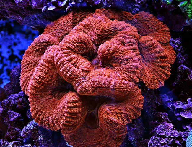corals inverts - lobophyllia hemprichii - brain coral stocking in 240 gallons tank - Red Lobo corals inverts - lobophyllia hemprichii - brain coral stocking in 240 gallons tank - Red Lobo
