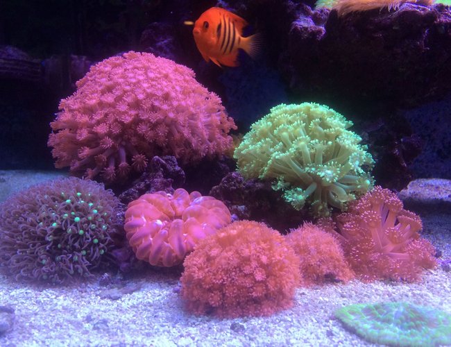 corals inverts - goniopora sp. - flower pot coral stocking in 240 gallons tank - My Goni Garden corals inverts - goniopora sp. - flower pot coral stocking in 240 gallons tank - My Goni Garden