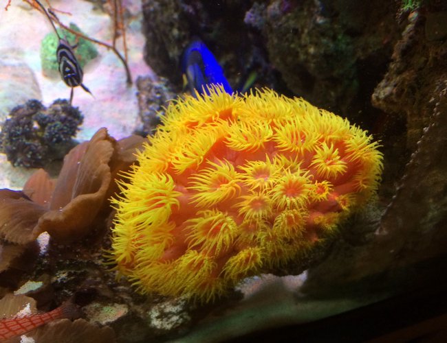 corals inverts - tubastrea sp. - sun coral stocking in 80 gallons tank - Sun coral corals inverts - tubastrea sp. - sun coral stocking in 80 gallons tank - Sun coral