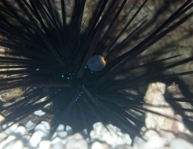 corals inverts - diadema setosum - longspine urchin, black stocking in 40 gallons tank - long spine urchin corals inverts - diadema setosum - longspine urchin, black stocking in 40 gallons tank - long spine urchin