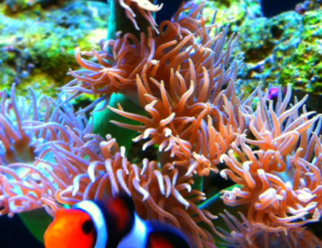 corals inverts - duncanopsammia axifuga - giant green polyp duncan stocking in 29 gallons tank - Clown and Duncan corals inverts - duncanopsammia axifuga - giant green polyp duncan stocking in 29 gallons tank - Clown and Duncan