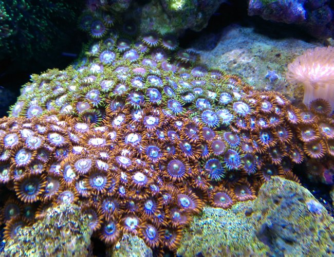 corals inverts stocking in 75 gallons tank - fire and ice zoas and a similar looking colony of green and blue... not sure what they are called corals inverts stocking in 75 gallons tank - fire and ice zoas and a similar looking colony of green and blue... not sure what they are called