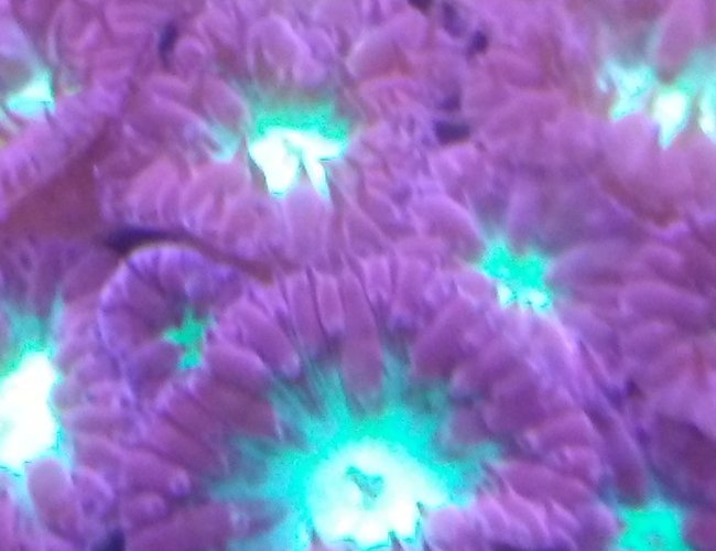 corals inverts stocking in 10 gallons tank - Blastomussa Merletti corals inverts stocking in 10 gallons tank - Blastomussa Merletti