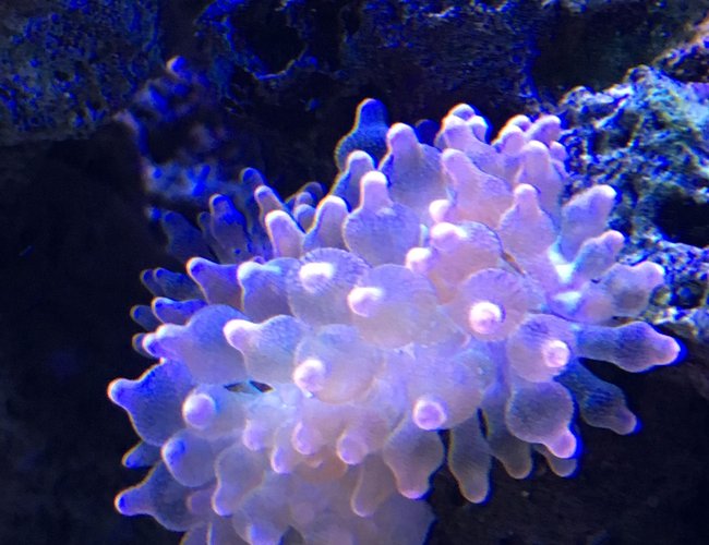 corals inverts stocking in 180 gallons tank - Anenome corals inverts stocking in 180 gallons tank - Anenome