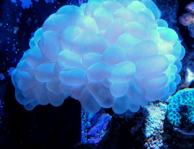 corals inverts stocking in 90 gallons tank - Bubble coral and Barlett's anthias corals inverts stocking in 90 gallons tank - Bubble coral and Barlett's anthias