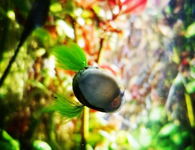 corals inverts stocking in 20 gallons tank - Nerite snail with algae pompoms. corals inverts stocking in 20 gallons tank - Nerite snail with algae pompoms.