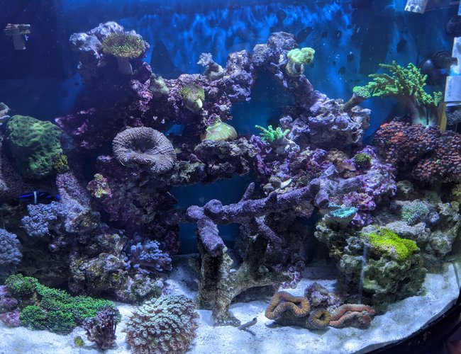 corals inverts stocking in 46 gallons tank - Reef corals inverts stocking in 46 gallons tank - Reef