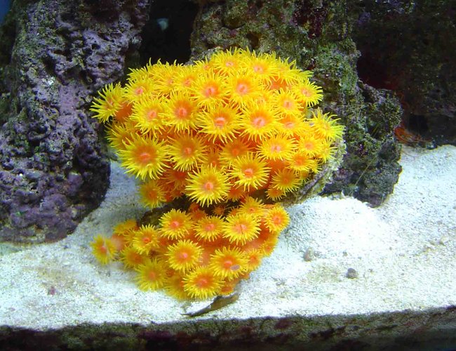 corals inverts - tubastrea faulkneri - orange sun coral stocking in 30 gallons tank - sun coral corals inverts - tubastrea faulkneri - orange sun coral stocking in 30 gallons tank - sun coral