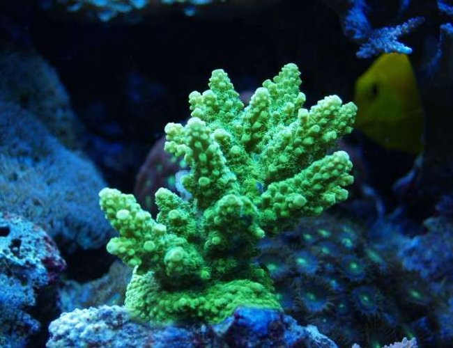 corals inverts - acropora humilis - vivid evergreen acropora coral stocking in 75 gallons tank - got it few month ago corals inverts - acropora humilis - vivid evergreen acropora coral stocking in 75 gallons tank - got it few month ago