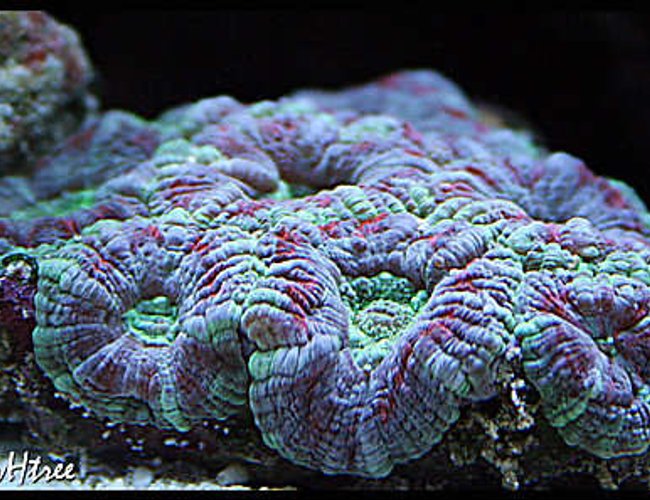 corals inverts - acanthastrea lordhowensis - acan lord stocking in 125 gallons tank - Acan Lord corals inverts - acanthastrea lordhowensis - acan lord stocking in 125 gallons tank - Acan Lord