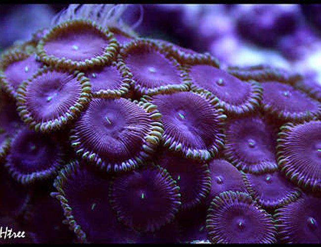 corals inverts - palythoa sp. - purple people eater stocking in 125 gallons tank - Palys (PPE's) (Purple People Eaters) corals inverts - palythoa sp. - purple people eater stocking in 125 gallons tank - Palys (PPE's) (Purple People Eaters)