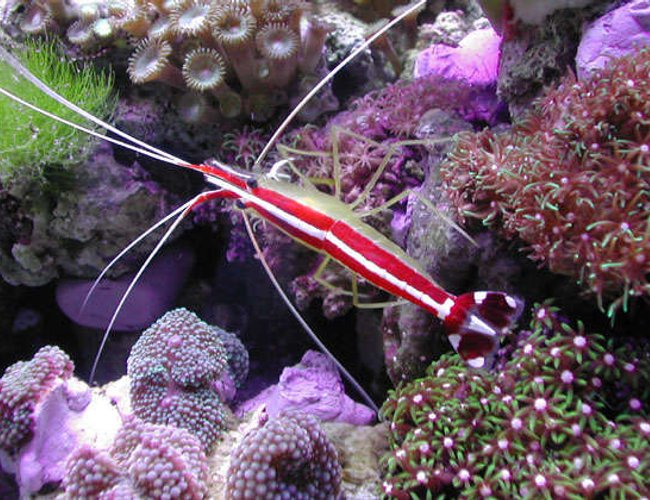 corals inverts - lysmata amboinensis - scarlet skunk cleaner shrimp stocking in 20 gallons tank - Skunk shrimp corals inverts - lysmata amboinensis - scarlet skunk cleaner shrimp stocking in 20 gallons tank - Skunk shrimp